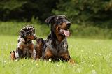 BEAUCERON - ADULTS and PUPPIES 048